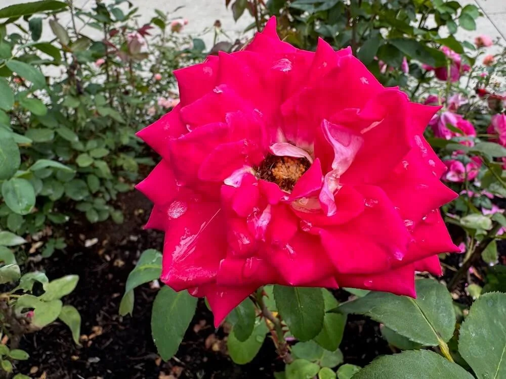 Rosa 'Love' (Love Grandiflora Rose) — Northwest Blooms